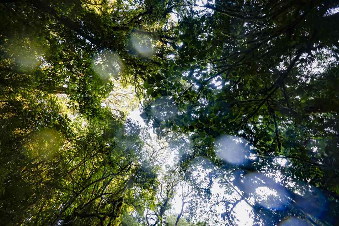 Las medidas del plan del Gobierno para proteger la naturaleza: cerrar granjas de visones o plantar 120 millones de árboles hasta 2030 Las medidas del plan del Gobierno para proteger la naturaleza: cerrar granjas de visones o plantar 120 millones de árboles hasta 2030
