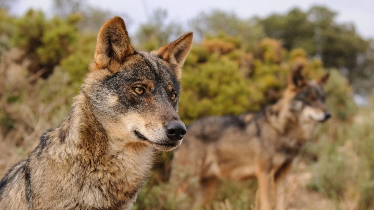 Ejemplar de lobo ibérico