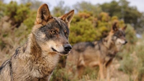 Ejemplar de lobo ibérico