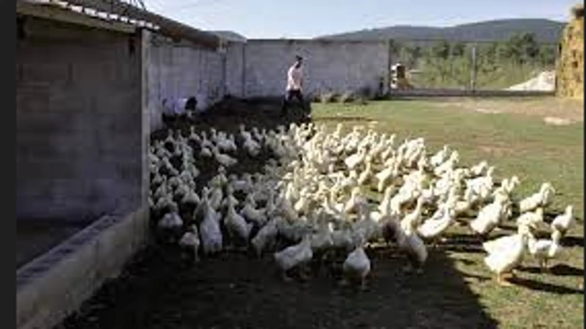 La Junta desmiente la existencia de gripe aviar en granjas de la provincia