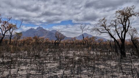 La intensidad de los incendios arrasa el medio natural