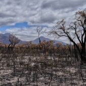La intensidad de los incendios arrasa el medio natural