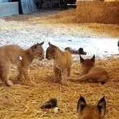 Linces con sus crías Linces con sus crías