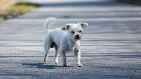 Perro en la carretera