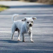 Perro en la carretera Perro en la carretera