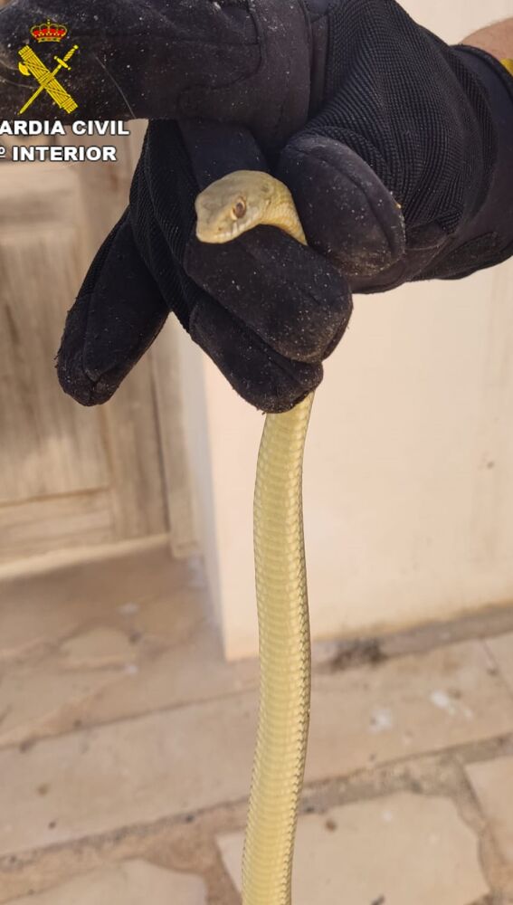 Un ejemplar autóctono de culebra bastarda hallado en las calles de Tabarca