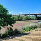 La CHG licita la redacción del proyecto de actuaciones de control del nenúfar mexicano en la cuenca del Guadiana La CHG licita la redacción del proyecto de actuaciones de control del nenúfar mexicano en la cuenca del Guadiana