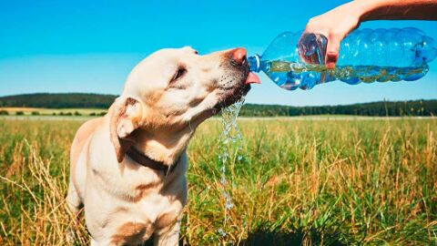 Mascotas y ola de calor 