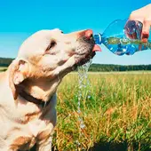 Mascotas y ola de calor Mascotas y ola de calor