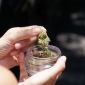 Imagen de archivo de un cogollo de flor de cannabis
