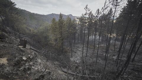 Navarra rebaja el nivel de alerta ante la evoluci&oacute;n positiva de la lucha contra los incendios 