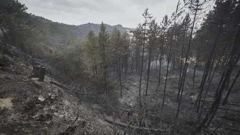 Navarra rebaja el nivel de alerta ante la evolución positiva de la lucha contra los incendios Navarra rebaja el nivel de alerta ante la evolución positiva de la lucha contra los incendios