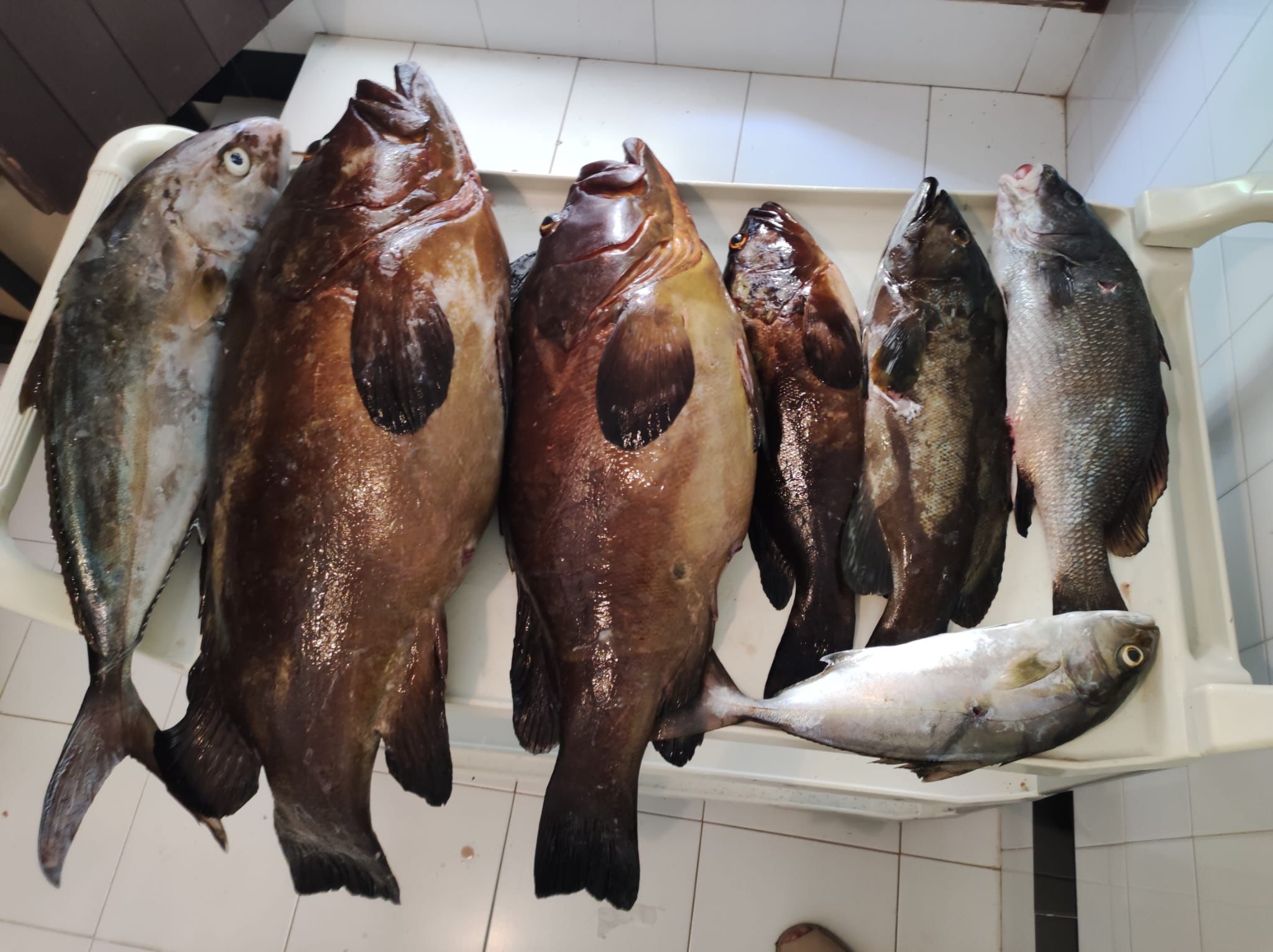 Decomisan pescado furtivo en un restaurante de Menorca Decomisan pescado furtivo en un restaurante de Menorca