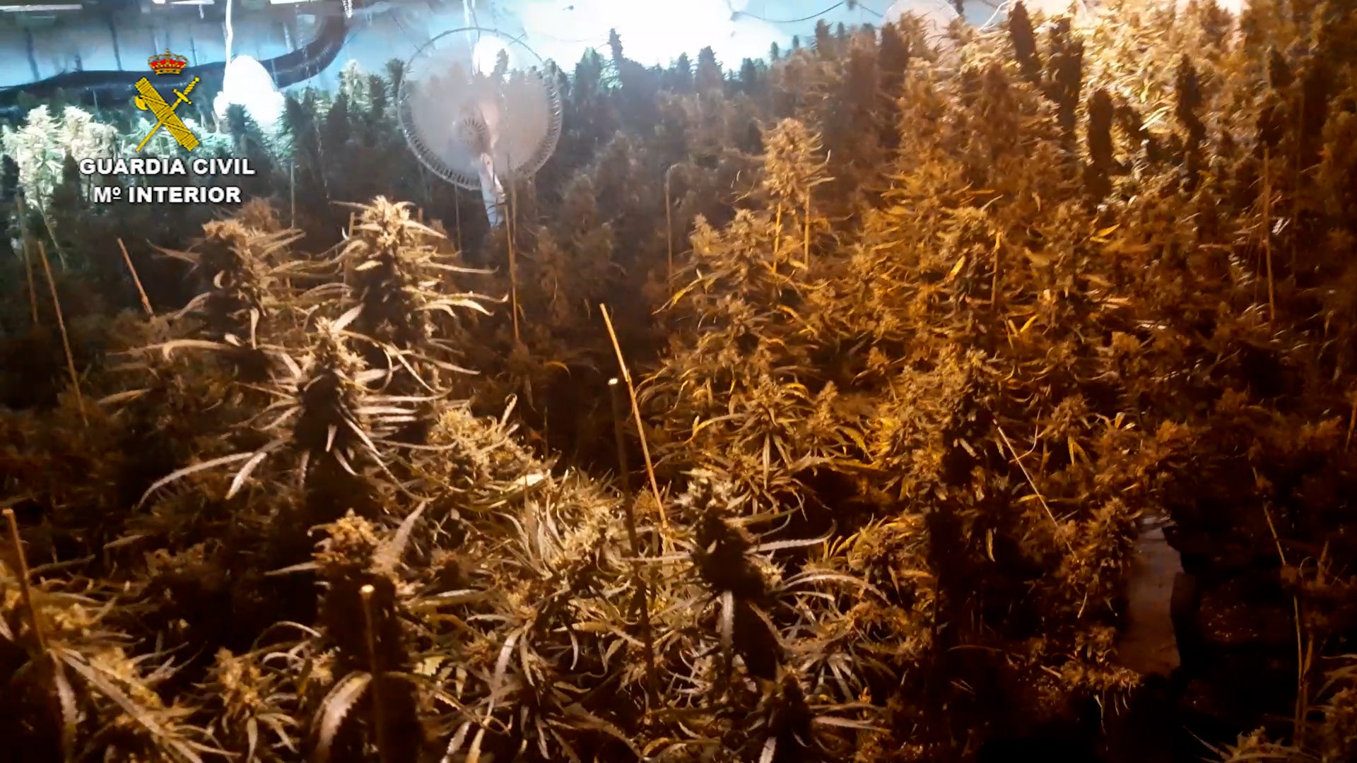 La Guardia Civil desmantela un laboratorio de marihuana en una nave de Sueca La Guardia Civil desmantela un laboratorio de marihuana en una nave de Sueca