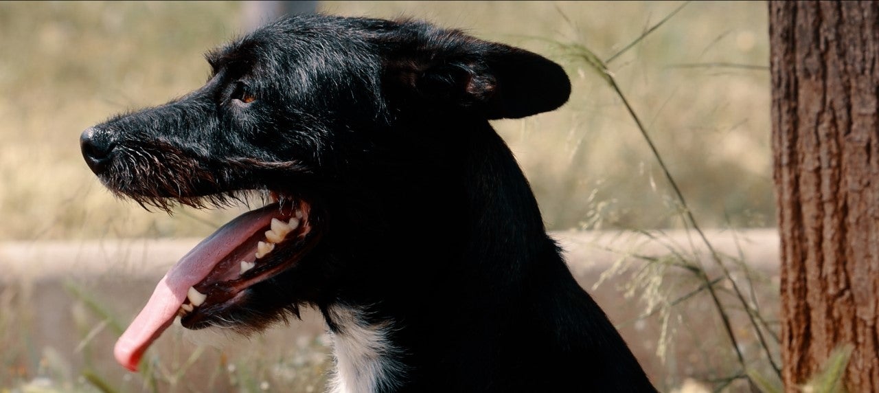Onda lanza una campaña de concienciación para evitar el abandono de mascotas durante el verano Onda lanza una campaña de concienciación para evitar el abandono de mascotas durante el verano