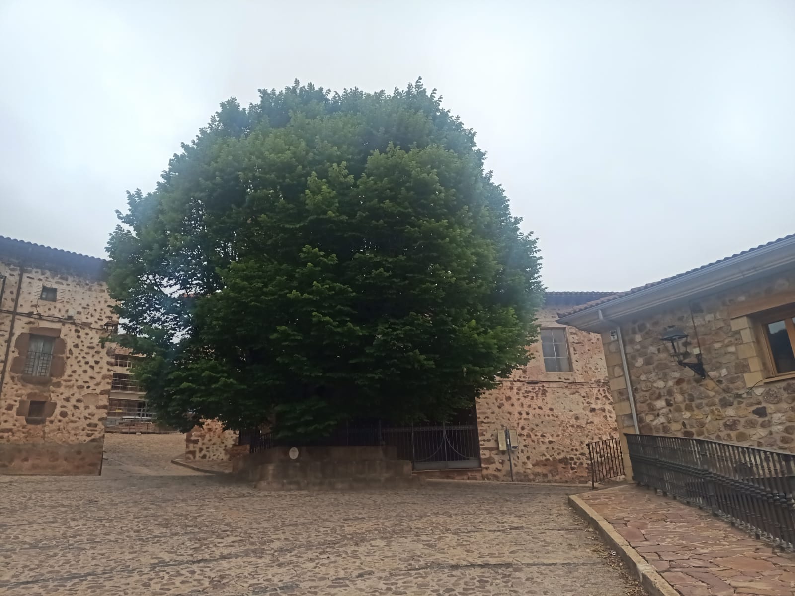 El olmo centenario de El Rasillo, en peligro por la grafiosis El olmo centenario de El Rasillo, en peligro por la grafiosis