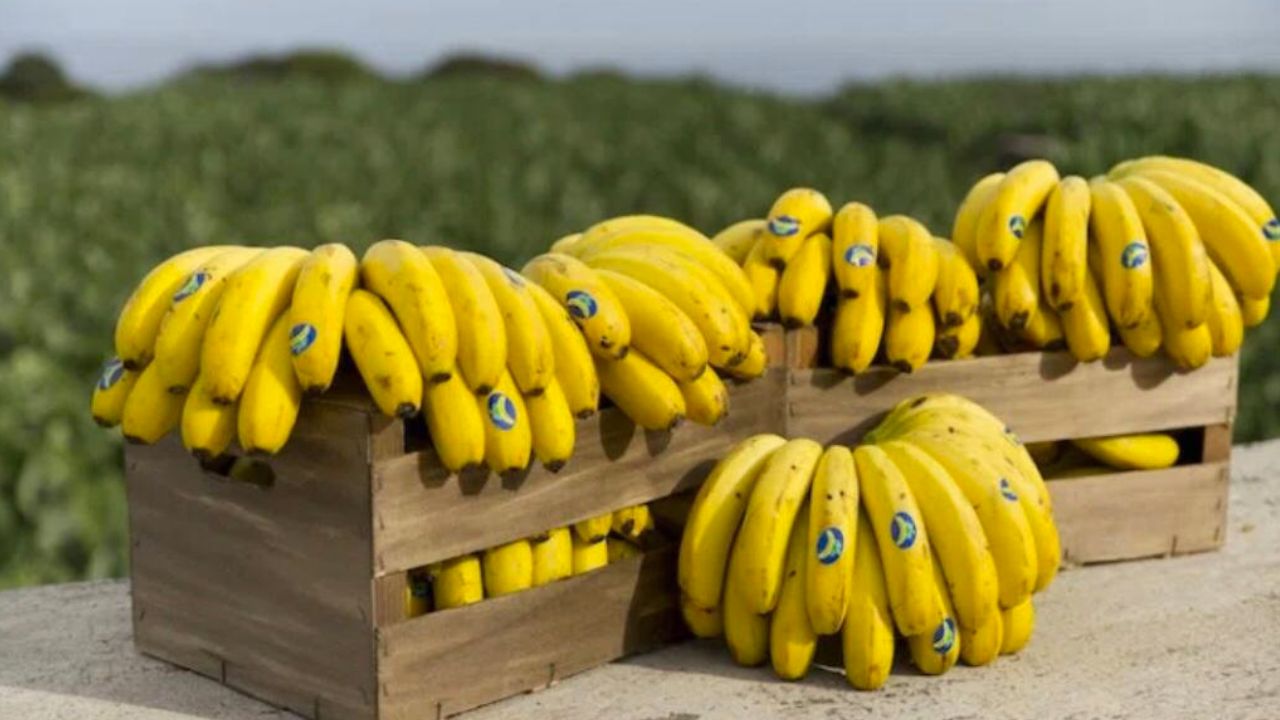 Millones de kilos de plátanos de Canarias llegan a la Península para combatir la pobreza alimentaria Millones de kilos de plátanos de Canarias llegan a la Península para combatir la pobreza alimentaria
