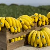 Plátanos de Canarias