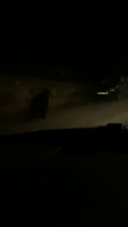 VÍDEO: Oso visto en Barruelo de Santullán VÍDEO: Oso visto en Barruelo de Santullán