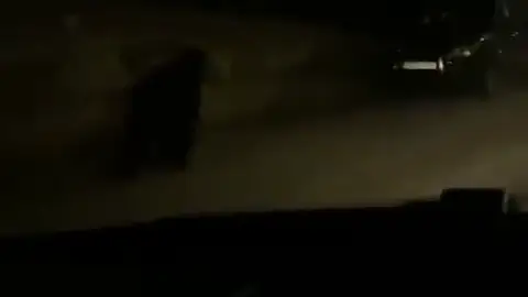 VÍDEO: Oso visto en Barruelo de Santullán VÍDEO: Oso visto en Barruelo de Santullán