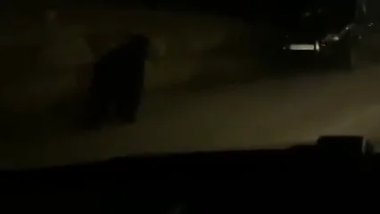 V&Iacute;DEO: Oso visto en Barruelo de Santull&aacute;n