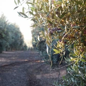 Aceite Aceite