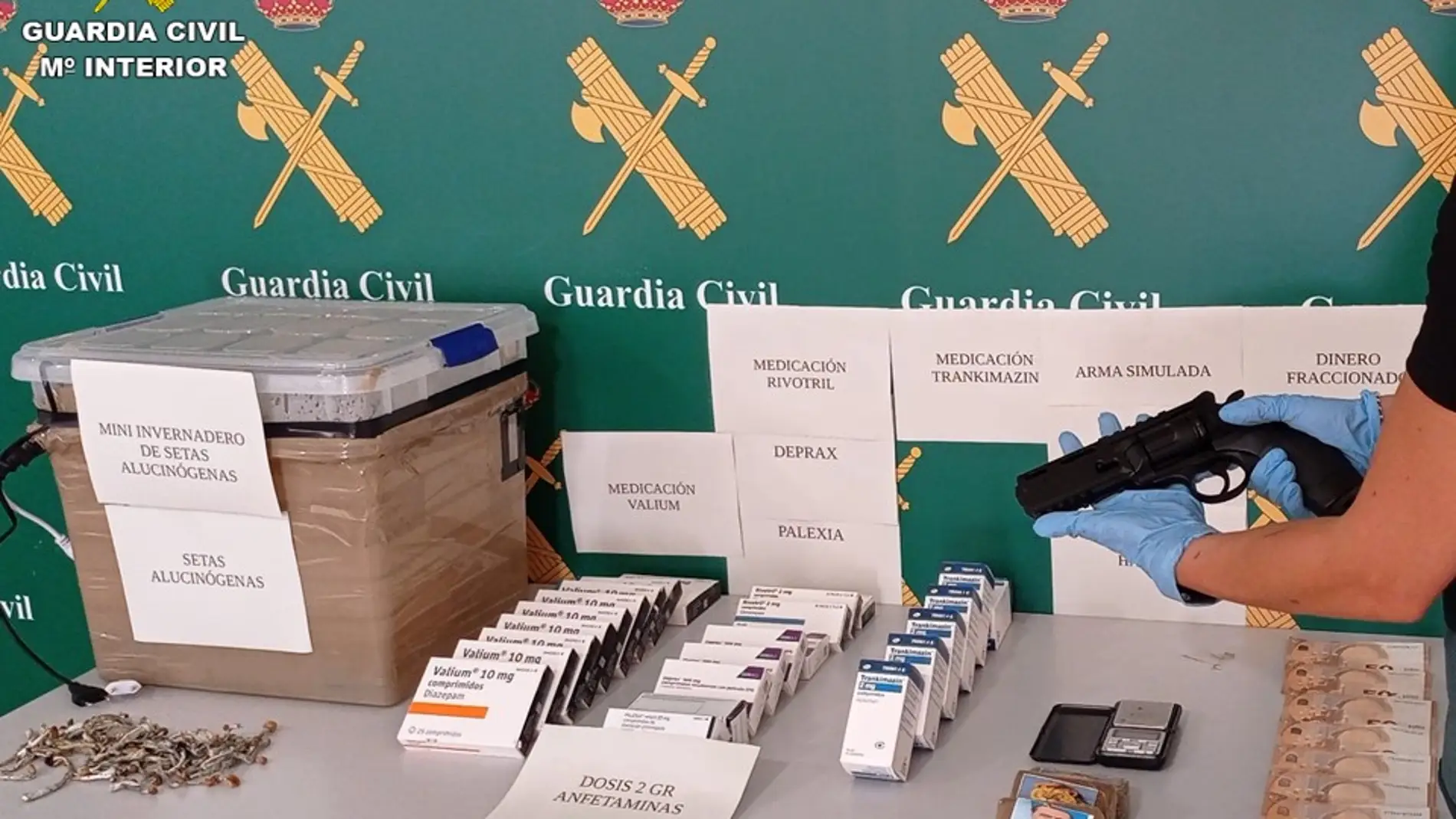 La Guardia Civil detiene a un hombre por cultivar setas alucinógenas y traficar con ellas en Torrevieja