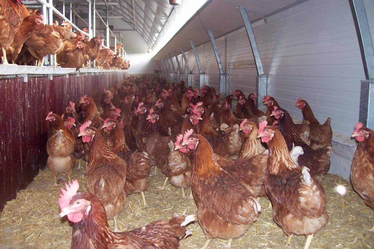 Nuevo foco de la enfermedad Newcastle en dos granjas avícolas de Almería Nuevo foco de la enfermedad Newcastle en dos granjas avícolas de Almería