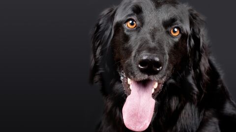 perro