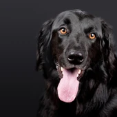 Ángel Osuna, psicólogo y adiestrador canino, nos explica cómo debemos actuar ante perros abandonados o perdidos Ángel Osuna, psicólogo y adiestrador canino, nos explica cómo debemos actuar ante perros abandonados o perdidos