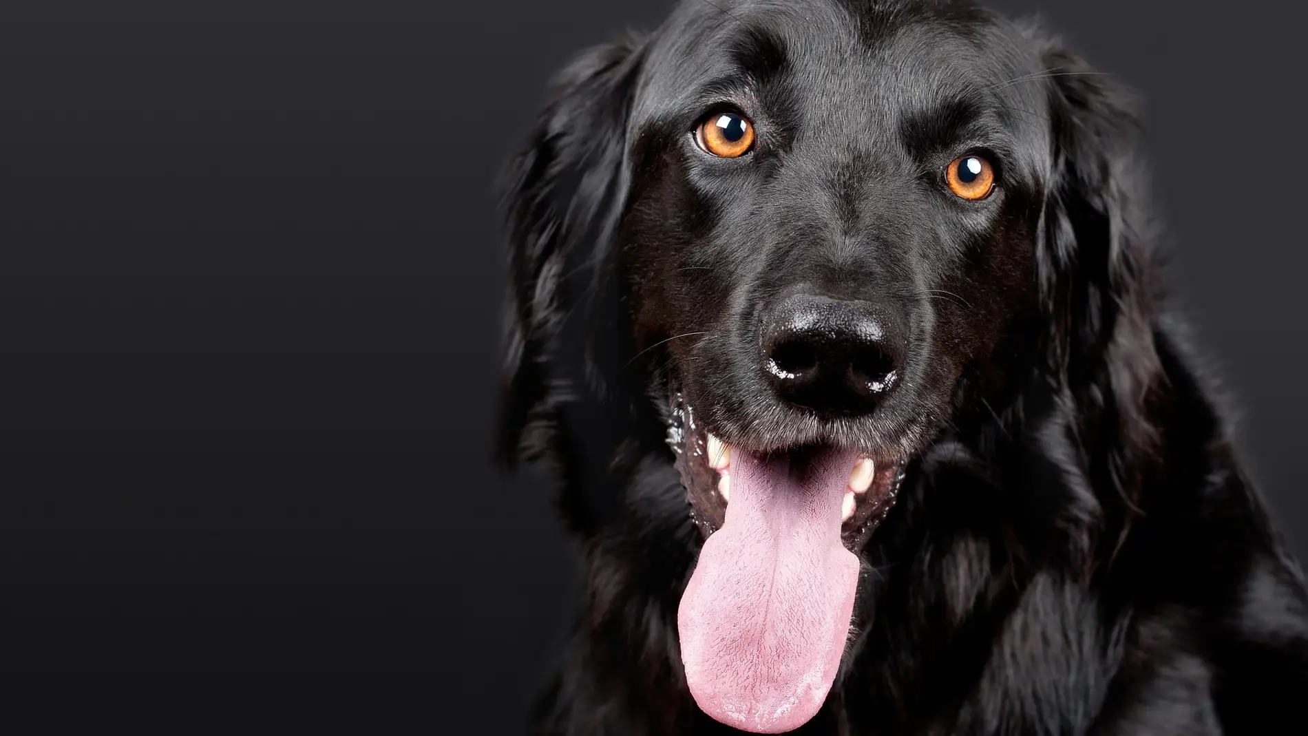 Ángel Osuna, psicólogo y adiestrador canino, nos explica cómo debemos actuar ante perros abandonados o perdidos 