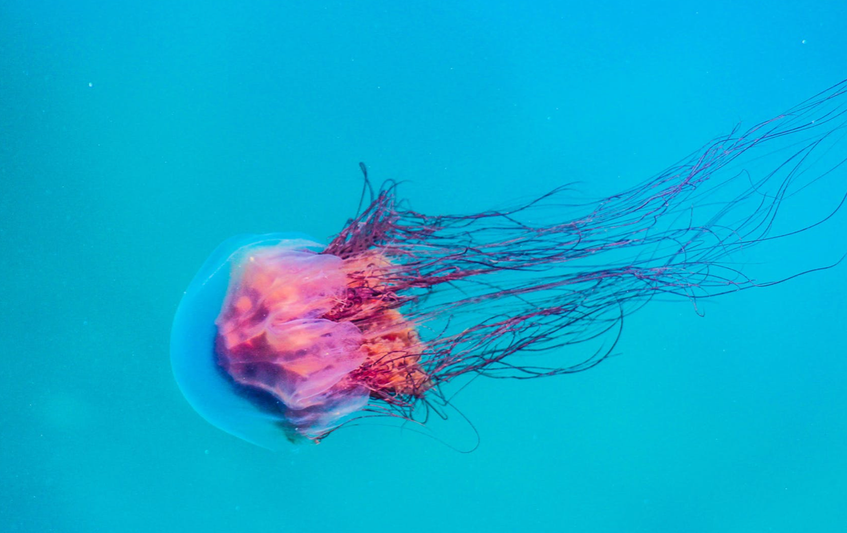 Picaduras de medusas: tipos, síntomas y tratamientos Picaduras de medusas: tipos, síntomas y tratamientos