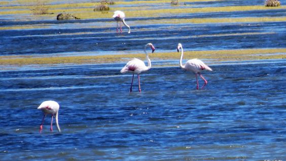 El atropello medioambiental de Las Salinas de Cabo de Gata El atropello medioambiental de Las Salinas de Cabo de Gata