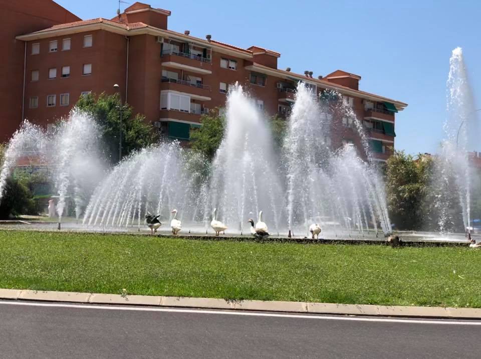 Los patos de la rotonda del Polígono de Toledo se trasladarán a las riberas del Tajo Los patos de la rotonda del Polígono de Toledo se trasladarán a las riberas del Tajo