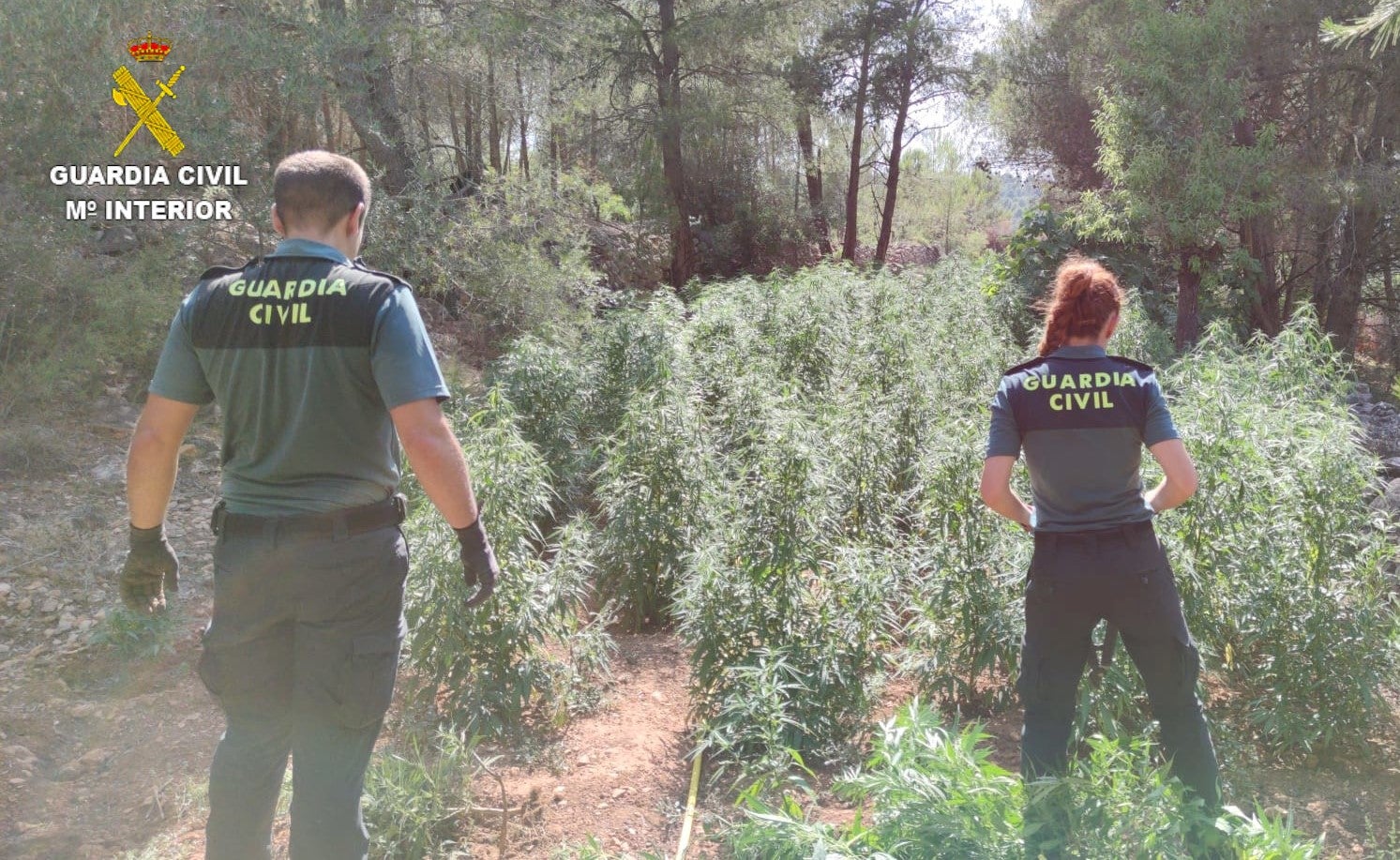 Incautadas más de 3.000 plantas de marihuana y un laboratorio de cultivo “indoor” en Vall d´Alba Incautadas más de 3.000 plantas de marihuana y un laboratorio de cultivo “indoor” en Vall d´Alba