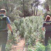 Incautadas más de 3.000 plantas de marihuana y un laboratorio de cultivo “indoor” en Vall d´Alba 