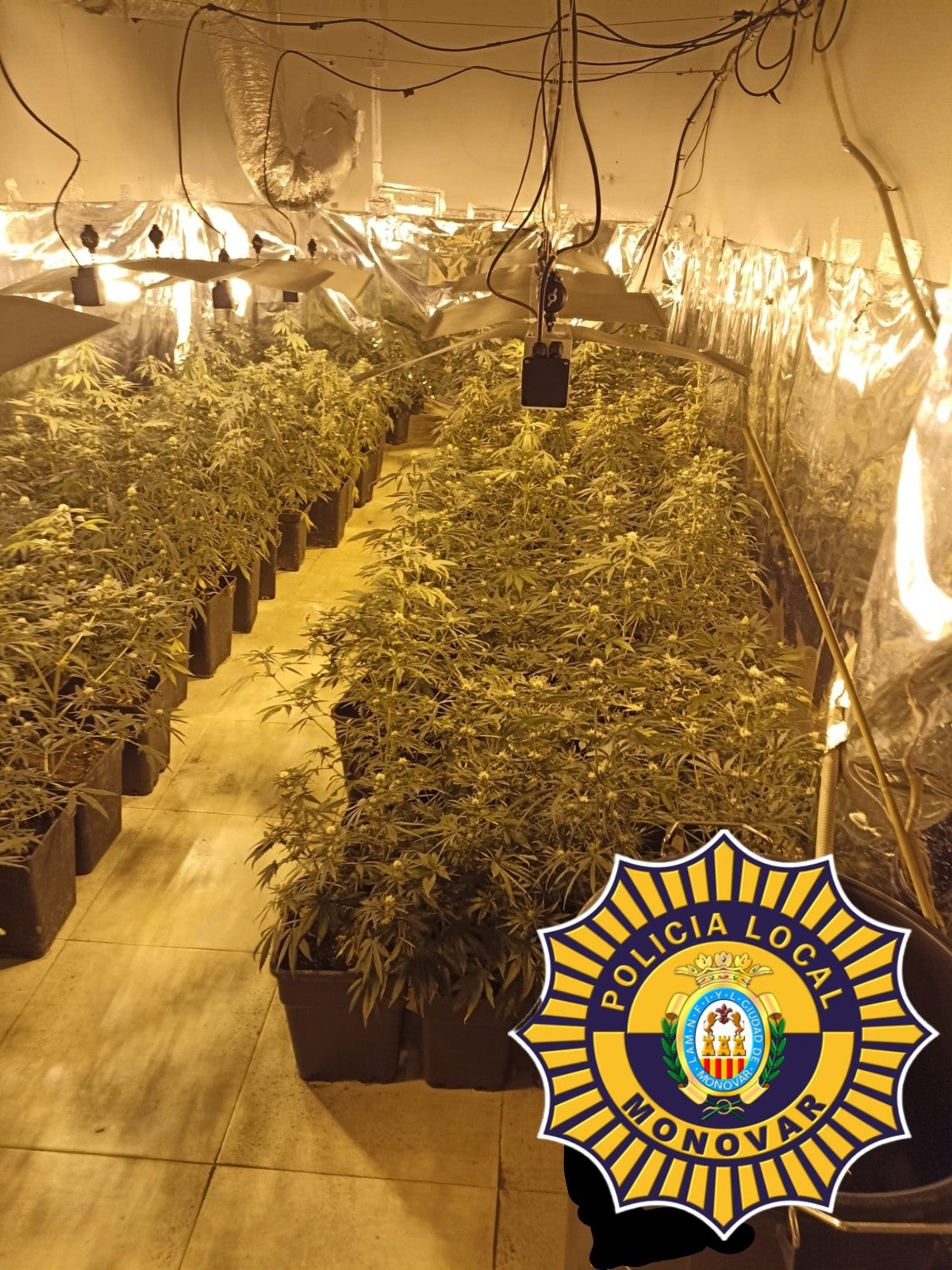 La Policía Local de Monóvar incauta 632 plantas de marihuana e investiga a dos personas La Policía Local de Monóvar incauta 632 plantas de marihuana e investiga a dos personas