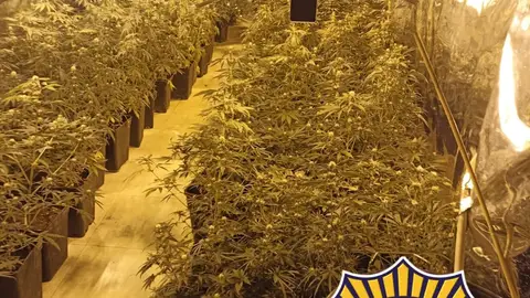 Una de las plantaciones encontradas en el edificio. Una de las plantaciones encontradas en el edificio.