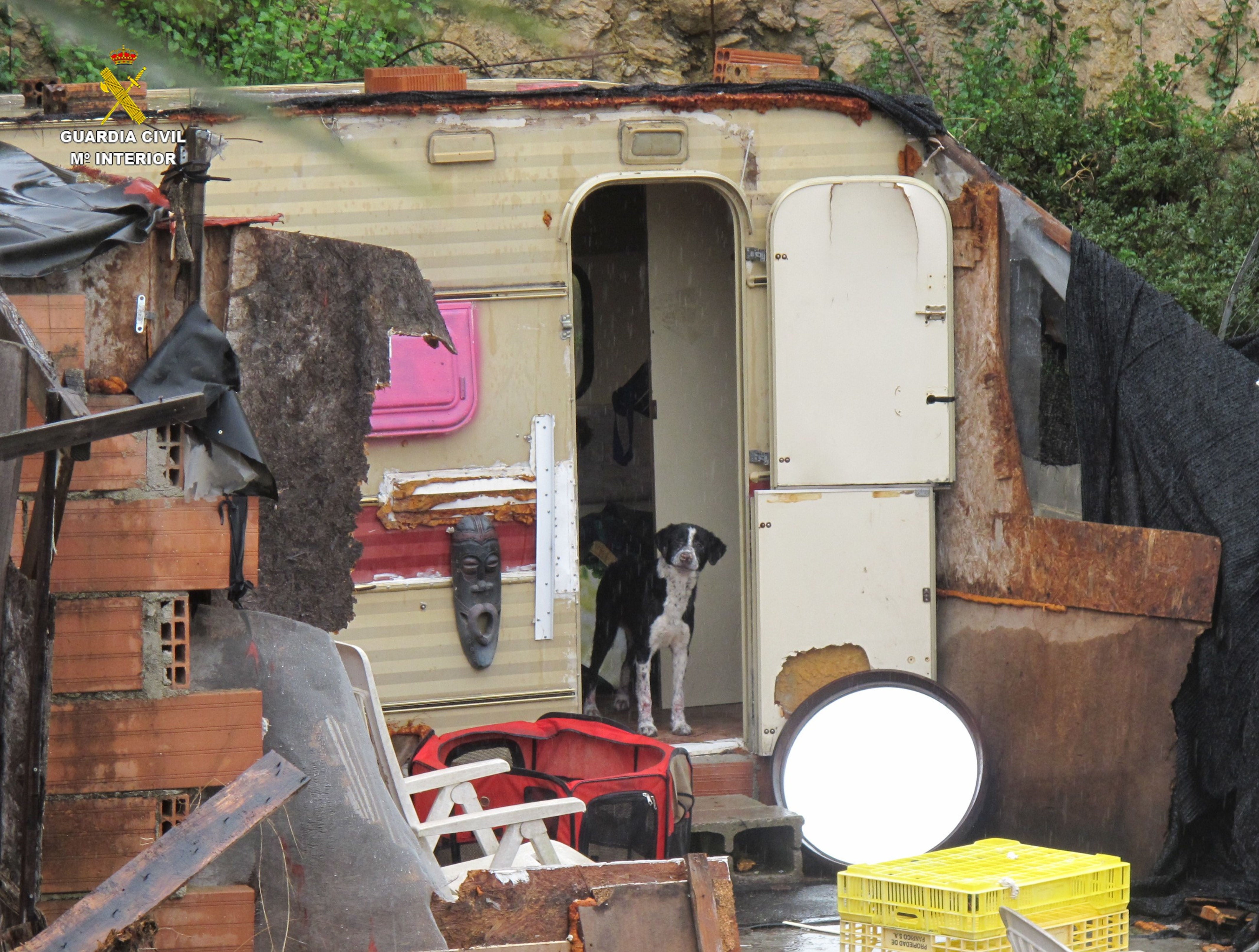 Gossos en pèssimes condicions sanitàries Gossos en pèssimes condicions sanitàries