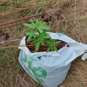 Encuentran una pequeña plantación ilegal de marihuana localizada en la zona de les Goles del riu Millars