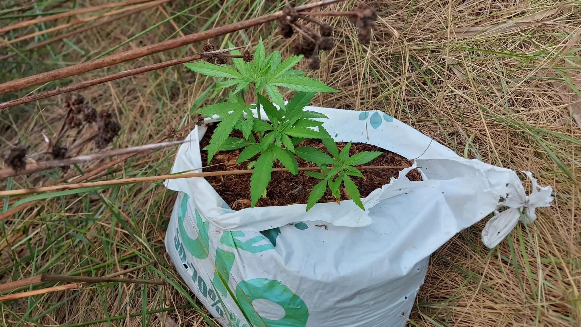 Encuentran una pequeña plantación ilegal de marihuana localizada en la zona de les Goles del riu Millars