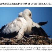 Refugio de rapaces de Montejo de la Vega cuenta con 102 nidos de cigüeña 