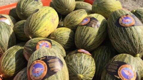Melones de Carrizales con su etiqueta diferenciadora