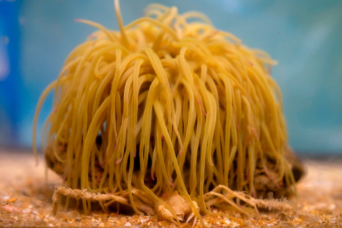 El 'Inachus Gaditanus': el cangrejo 'más gaditano' que se esconde debajo de una ortiguilla El 'Inachus Gaditanus': el cangrejo 'más gaditano' que se esconde debajo de una ortiguilla