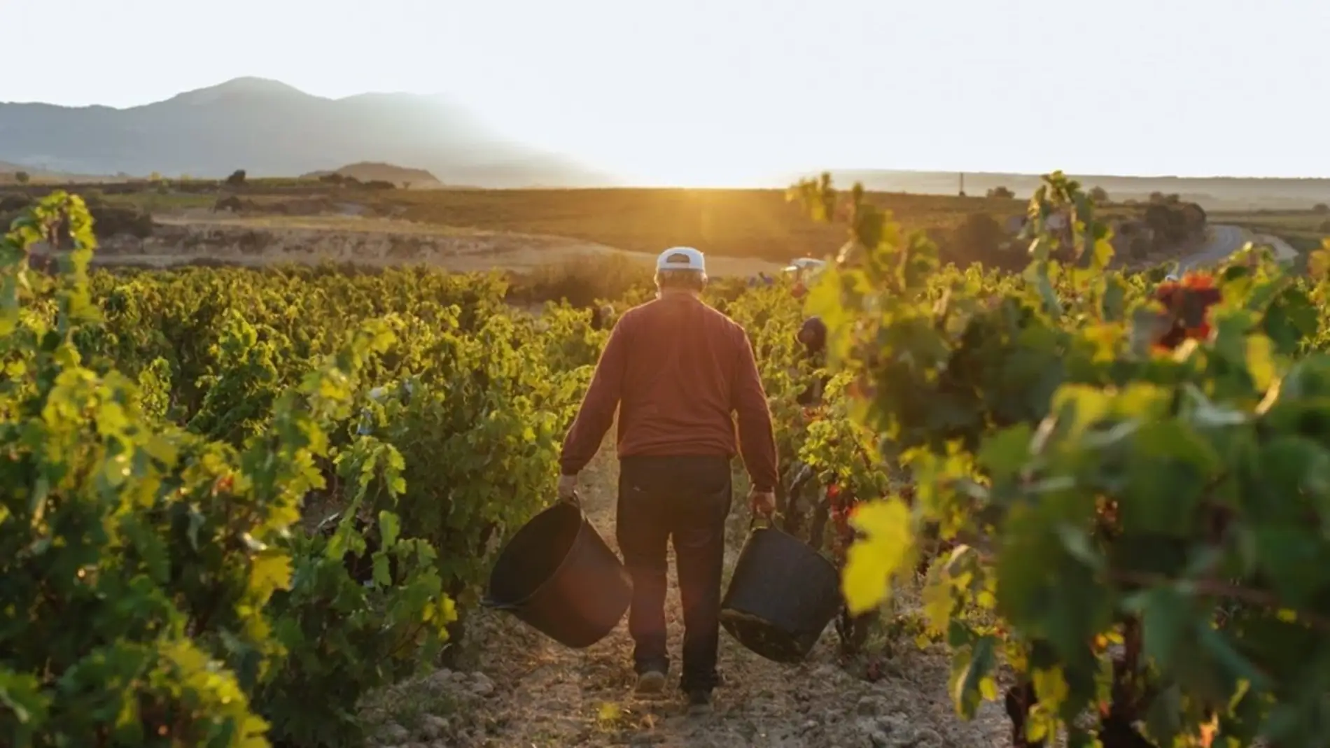 Vendimiador en la Rioja Vendimiador en la Rioja