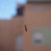 La OCU desmiente dos remedios para mosquitos que se usan y no sirven para nada