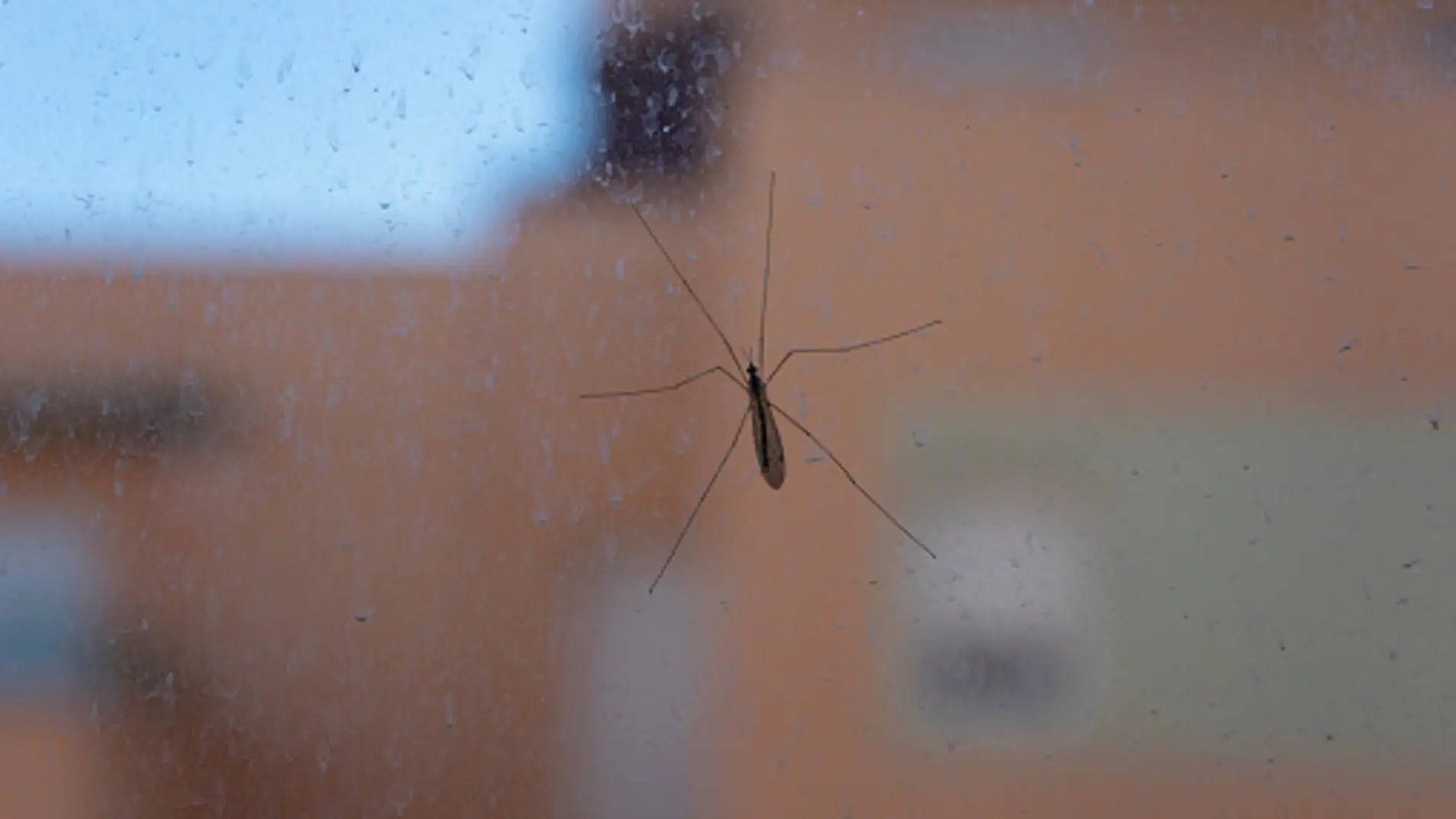 La OCU desmiente dos remedios para mosquitos que se usan y no sirven para nada