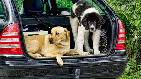 Viaje mascotas can