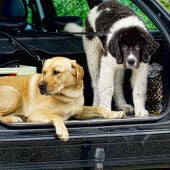 Ángel Osuna, adiestrador canino, nos enseña a planificar viajes en coche con nuestro perro para disfrutar del trayecto   