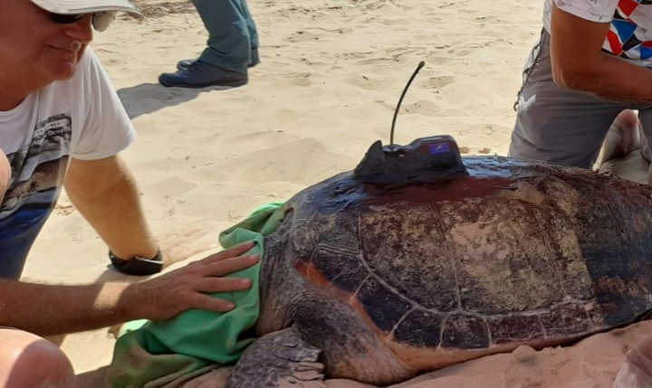 Una tortuga boba desova en una playa de Guardamar 130 huevos, nido récord en la Comunidad Valenciana Una tortuga boba desova en una playa de Guardamar 130 huevos, nido récord en la Comunidad Valenciana